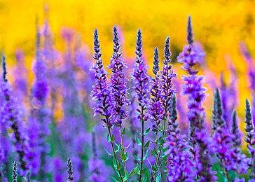 《SD新假面骑士 乱舞》DLC宣传片 奥特曼哥斯拉参战